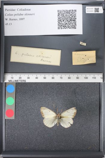 Media type: image;   Entomology 124455